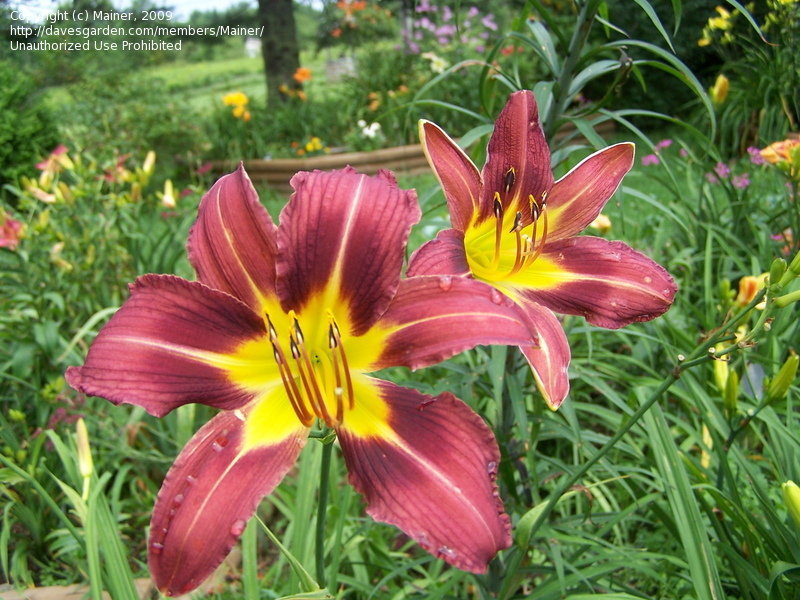 Hemerocallis 'Purple Waters'